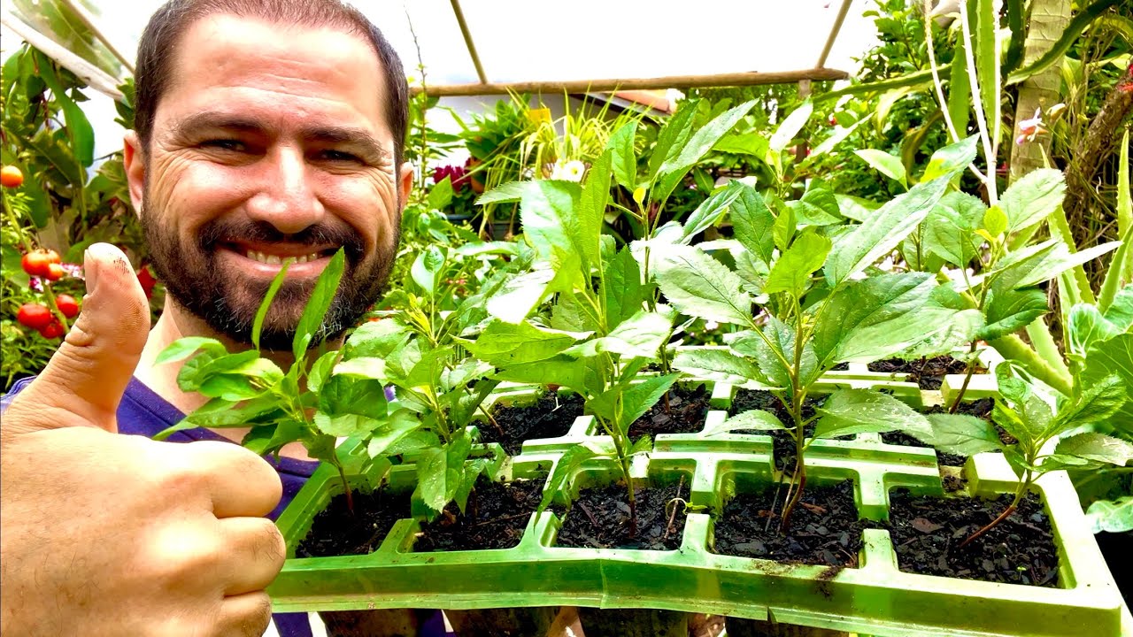 REPLANTANDO AS MUDAS DE MAÇÃ EM VASOS