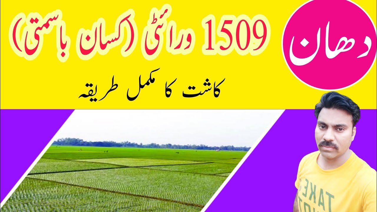 Rice Basmati 1509 Variety |Kisan Basmati |Paddy Short duration variety |Characteristics of PUSA 1509