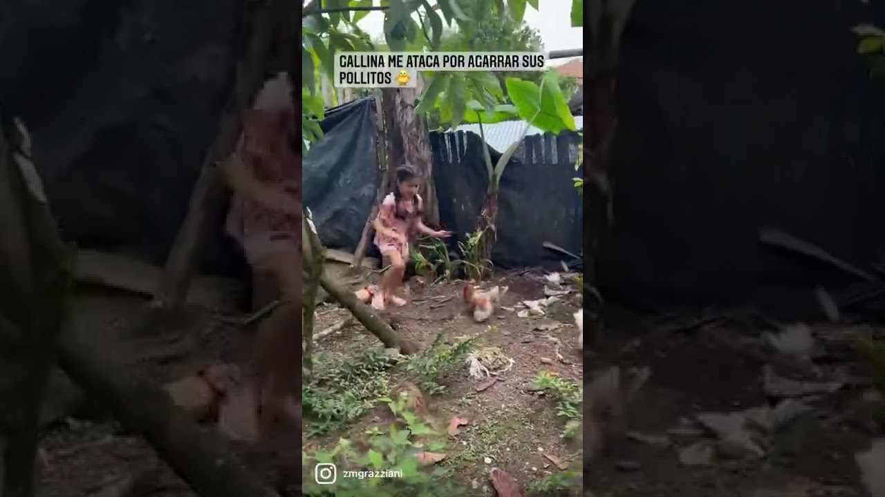 Gallina me ataca por agarrar sus pollitos 🐤