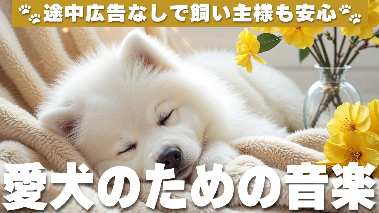 愛犬が落ち着く音楽 (12時間広告なし) 🐶 犬がリラックスする音楽 | 夜泣き防止 / vol.792