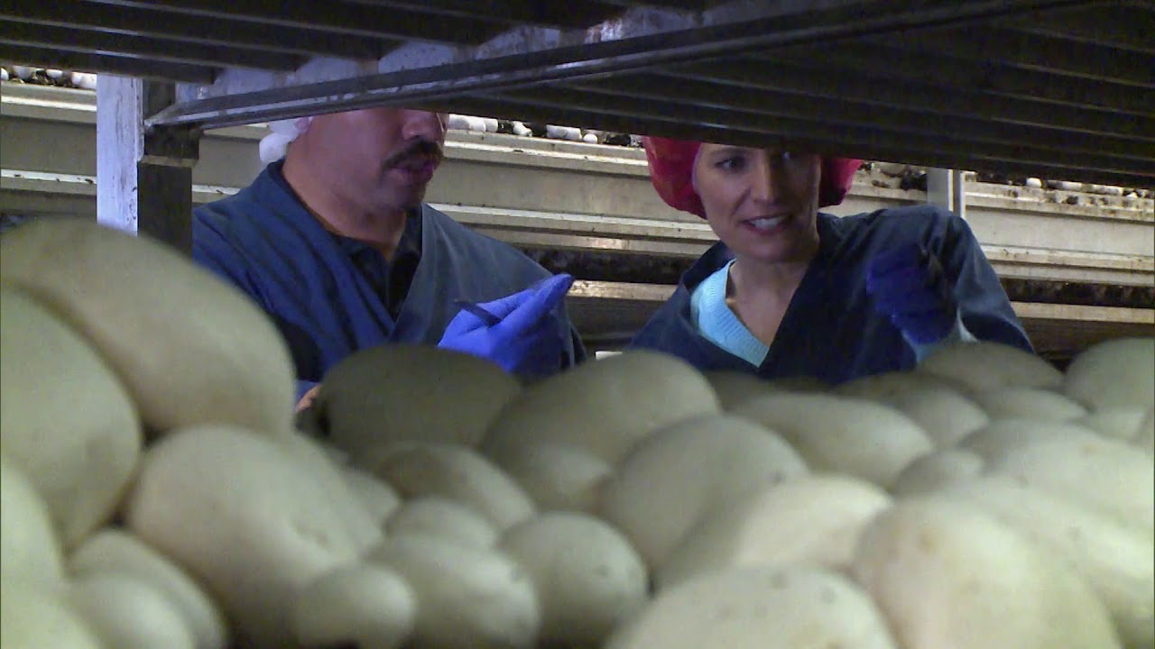 Maryland Farm & Harvest: Maryland-Grown Mushrooms