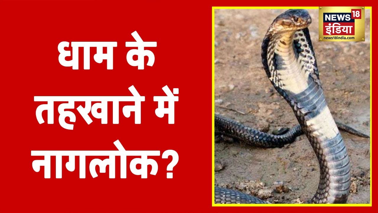 महादेव के 'नागदेव' ! धाम के तहखाने में नागलोक? | Aadhi Haqeeqat Aadha Fasana