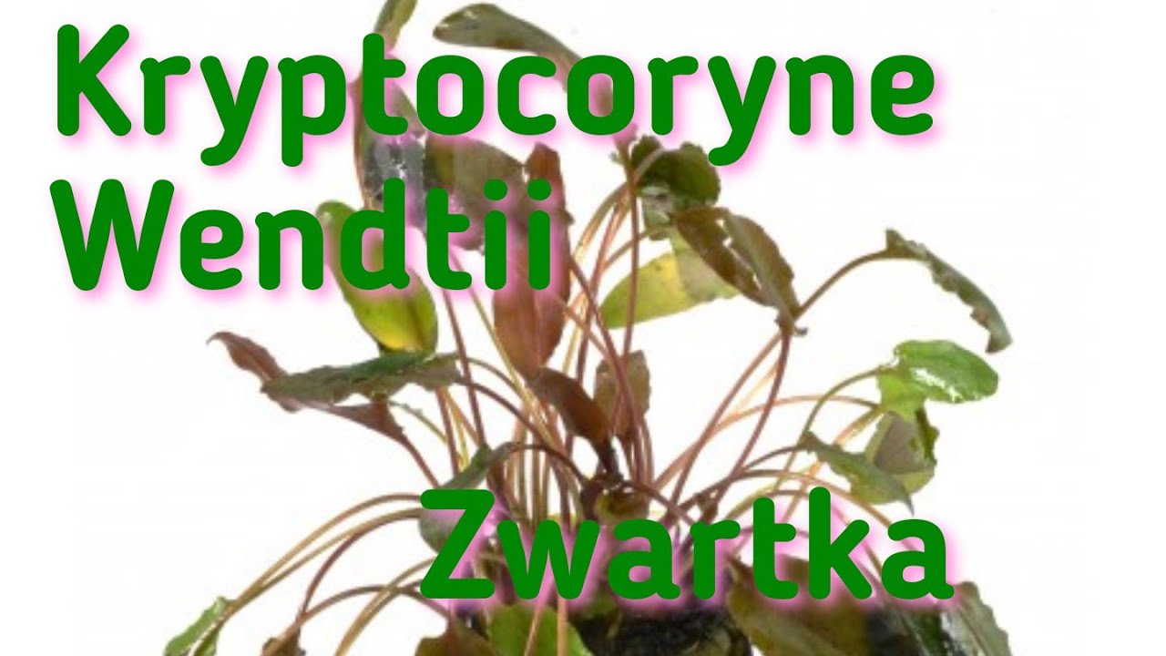 #2 kryptokoryna wendta