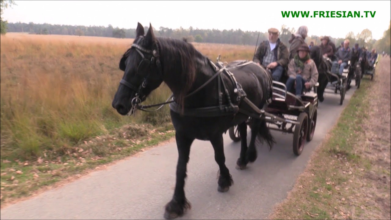 Herfstrit Fokvereniging het Friesche Paard Zuid- Nederland 2017