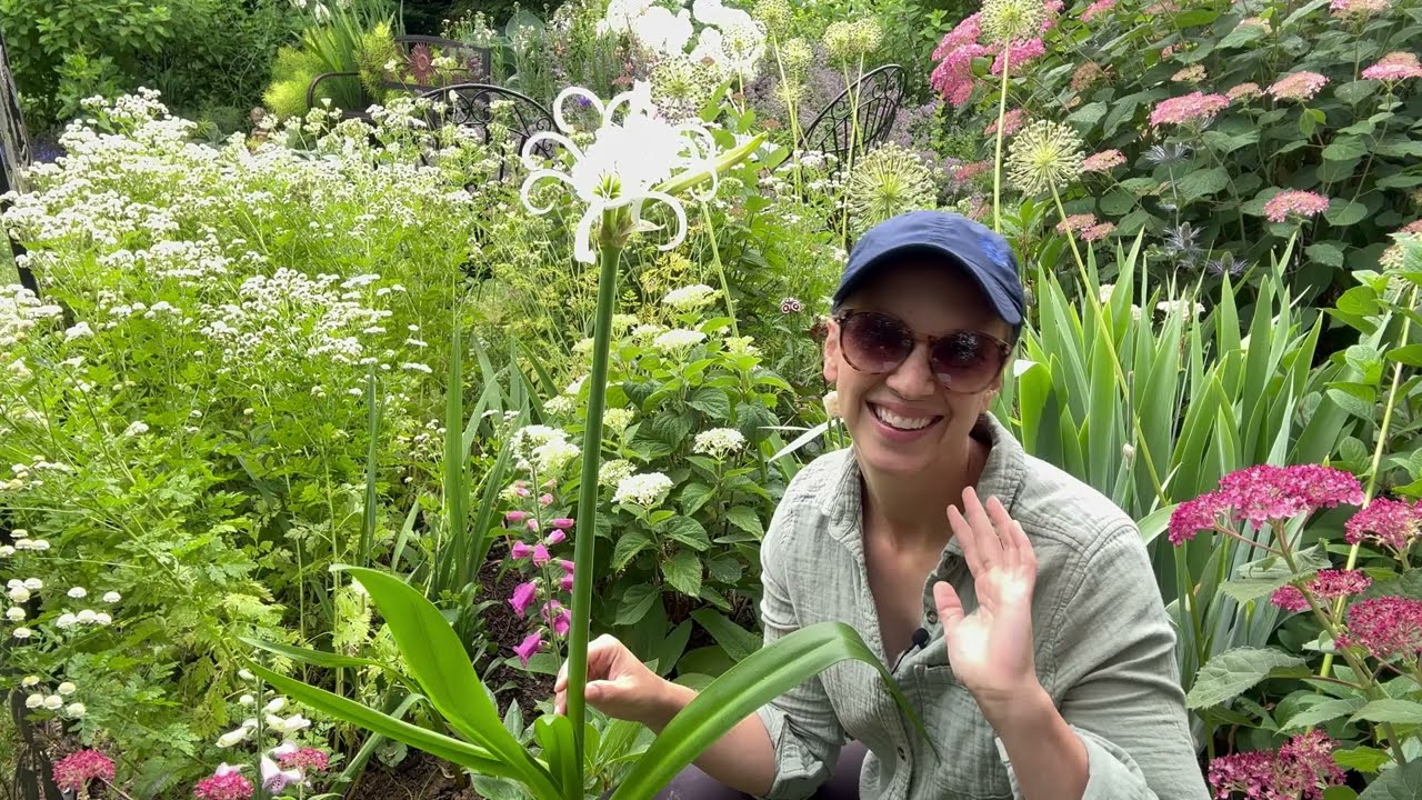 Peruvian Daffodil Growing Guide!!! How to Plant, Grow, and Store Hymenocallis Bulbs