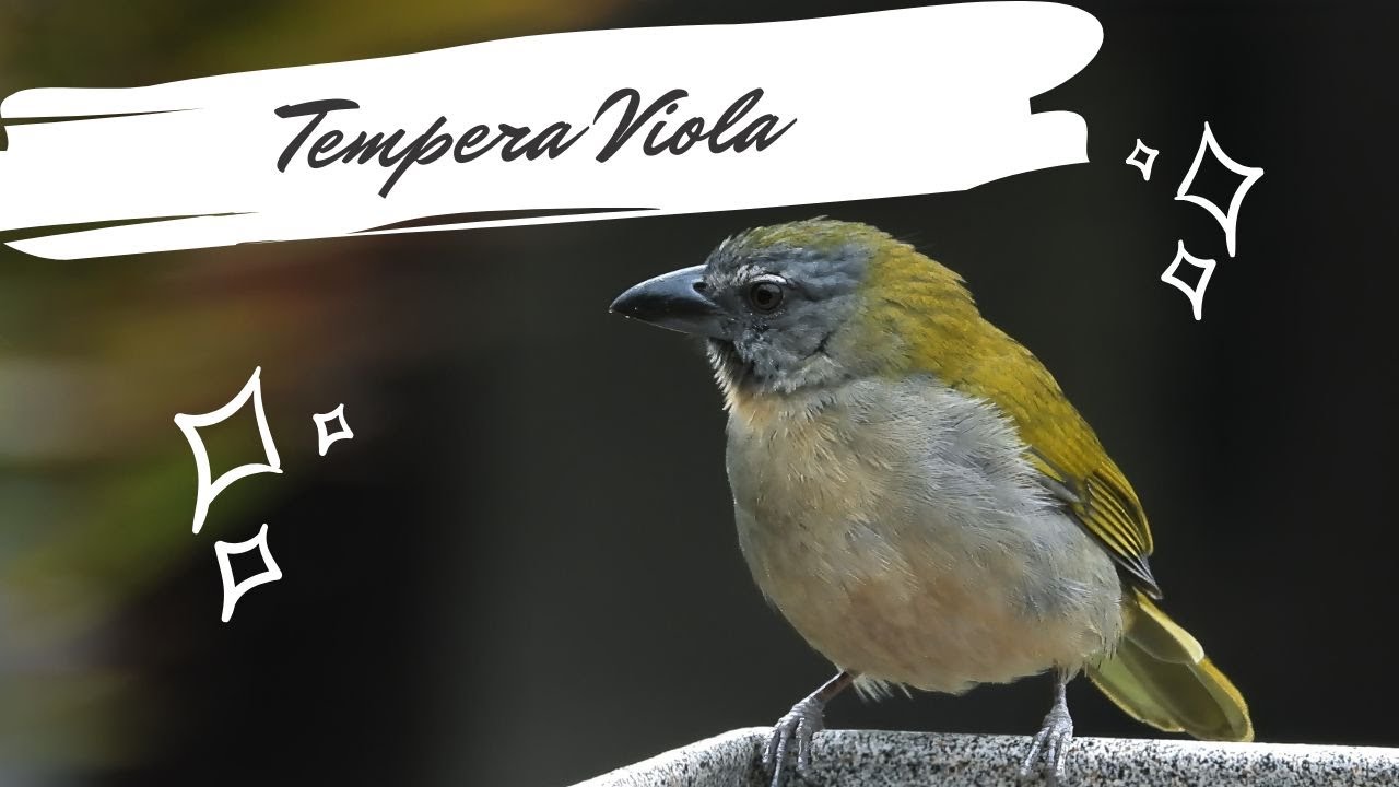 Tempera Viola Cantando - Saltator maximus - Buff-throated Saltator