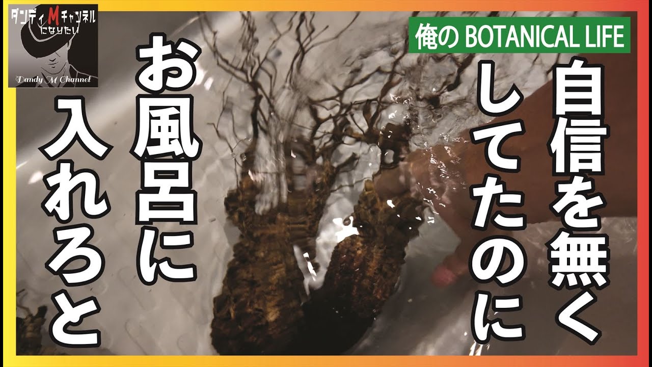 【もう無理！】パキプス発根管理で失敗続き　お風呂に入れるとどうなったのか？　はたして自信を取り戻せるのか