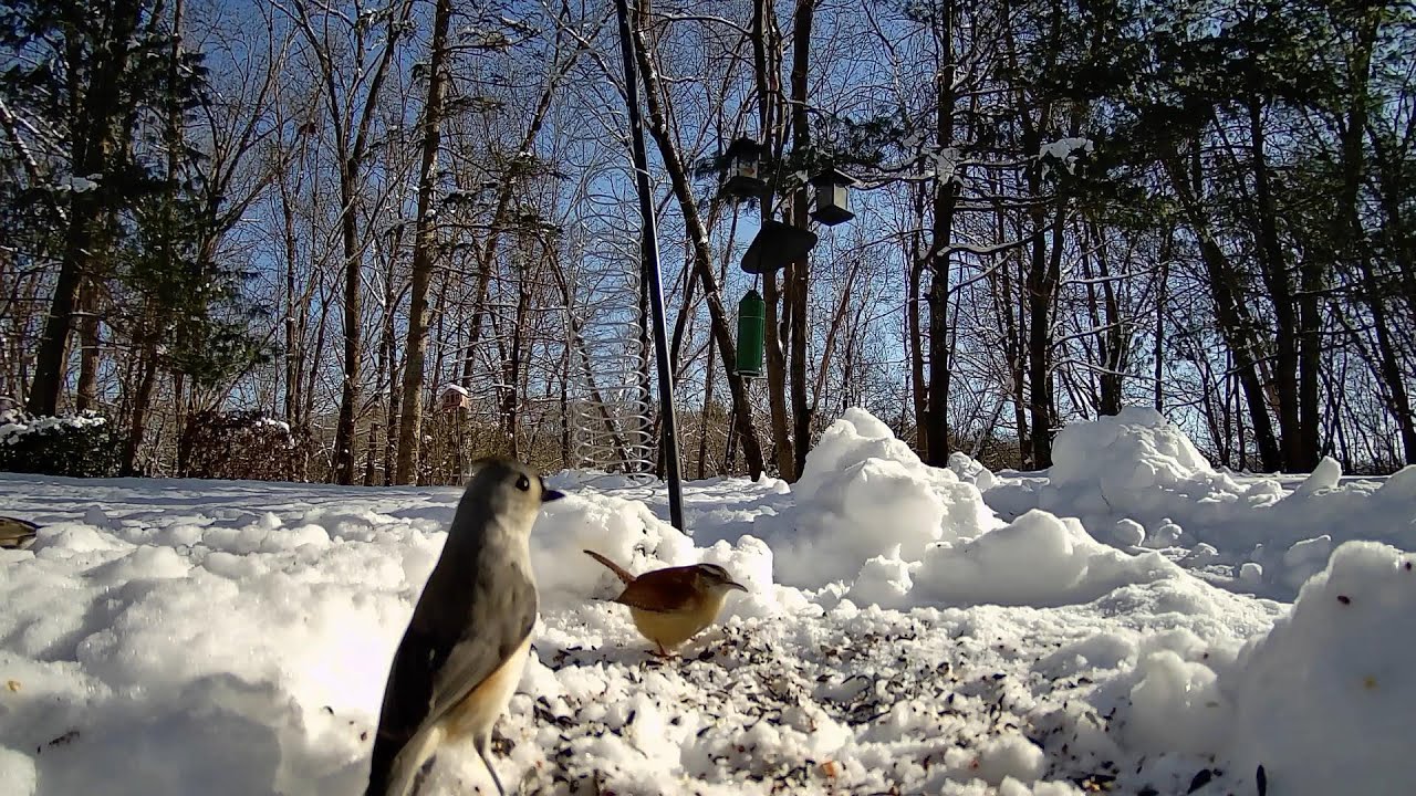 Snacks in the snow.