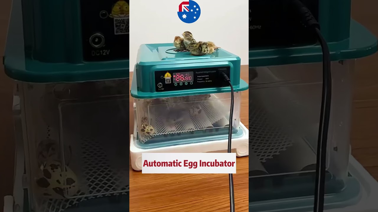 🐣 Fully Automatic Egg Incubator &ndash; Making Hatching Easier! #aussiepets #petessentials#cute