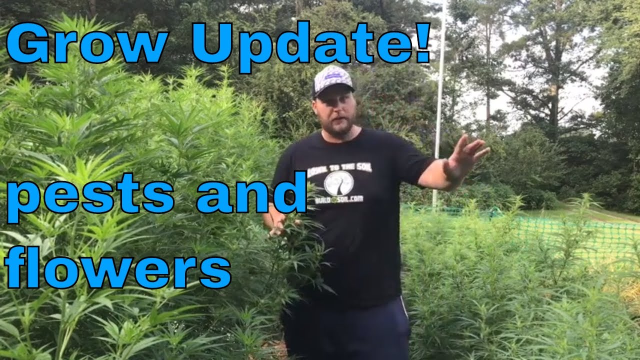Growing Cannabis: pests and flowers