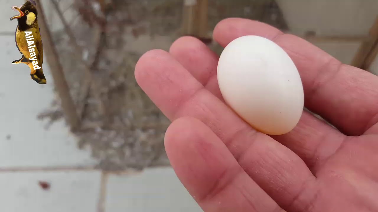 بلابل علاوي حل مشكلة البيض غير الملقح الجزء الأول