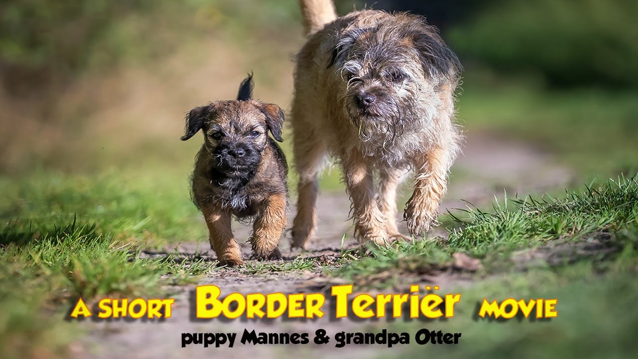 A short Border Terri&euml;r movie (Dogs and Beautiful Nature)