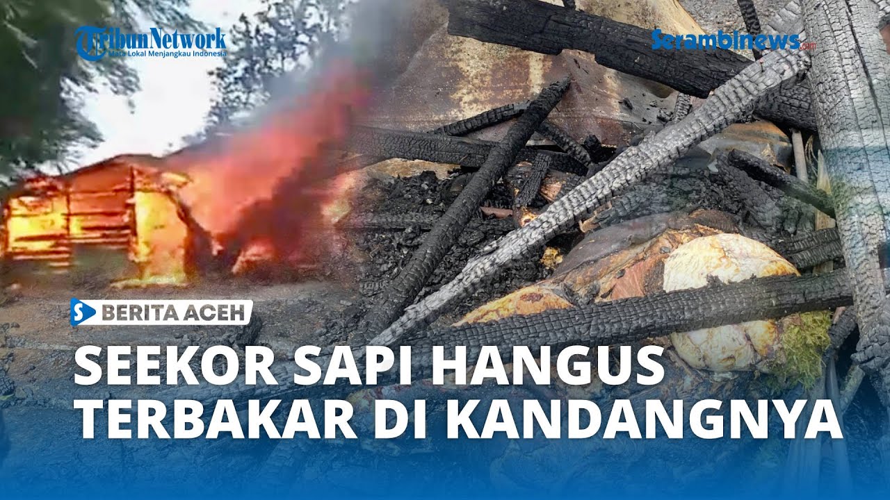 Seekor Sapi Hangus Terbakar di Dalam Kandangnya di Siron Aceh Besar