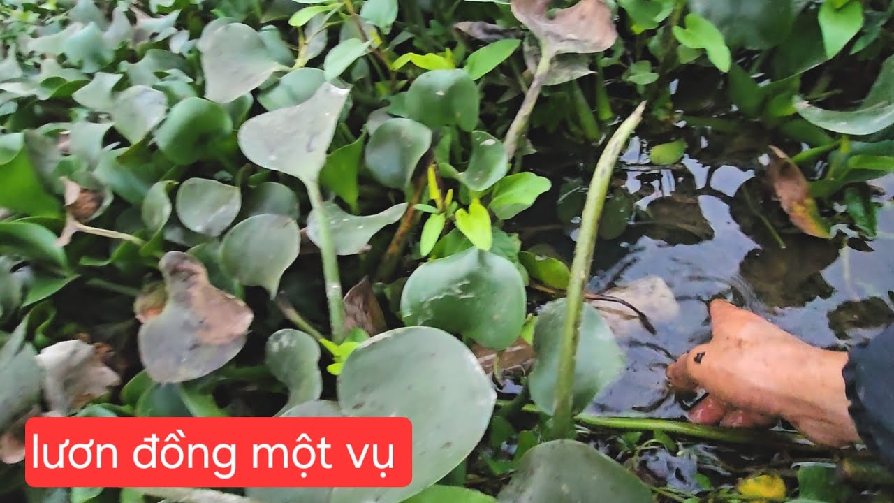 Thả lươn đồng một vụ.kenhchiasedongque