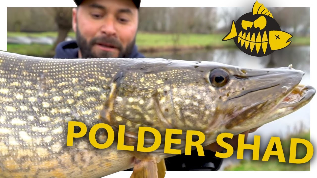 Mehmets favoriete shads voor snoek in de polder