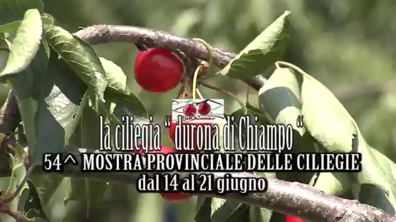 Raccolta delle famose Ciliegie Durona di Chiampo (VI) 2015