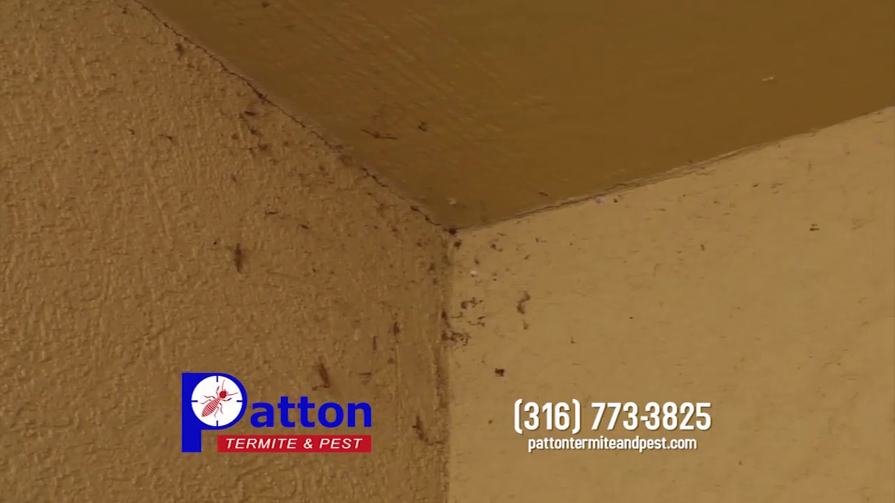 Residential Spider Extermination