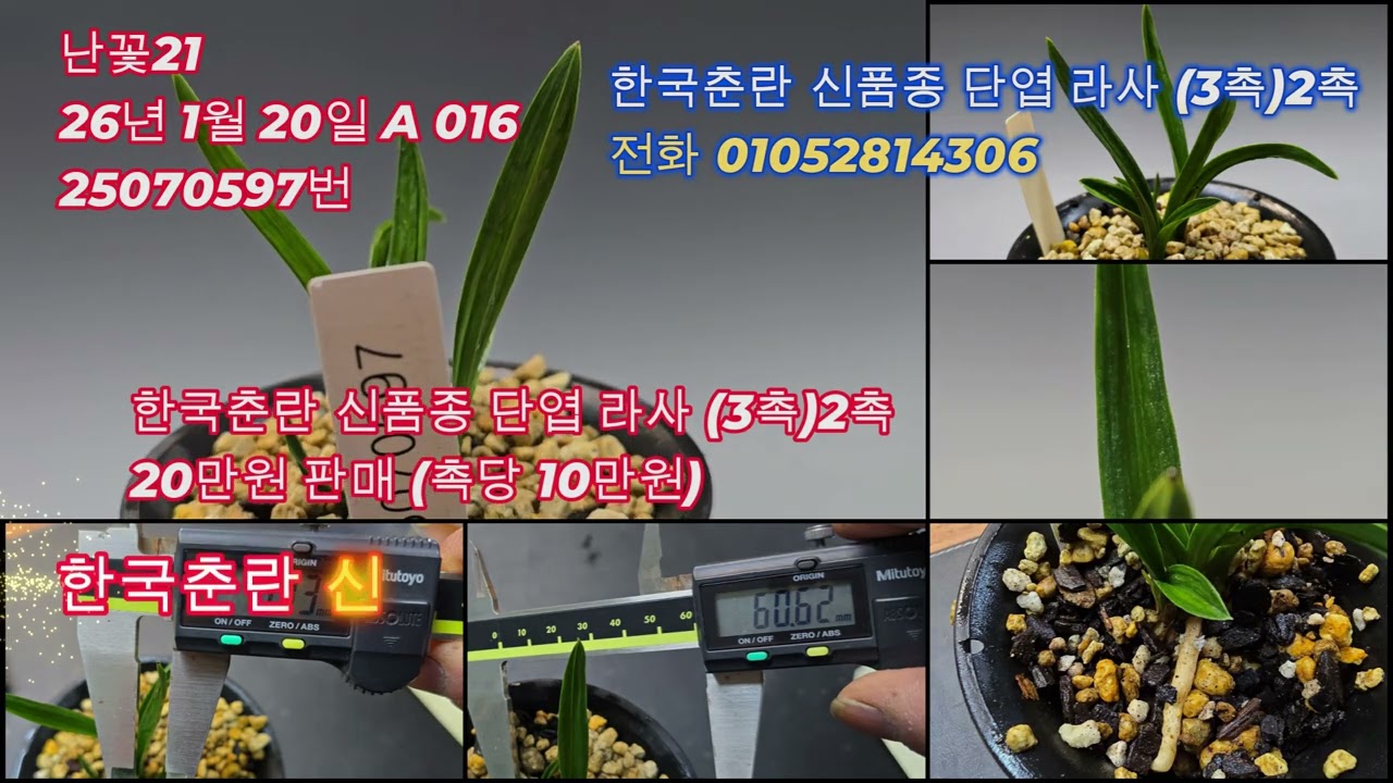 한국춘란 신품종 단엽 라사 (3촉)2촉