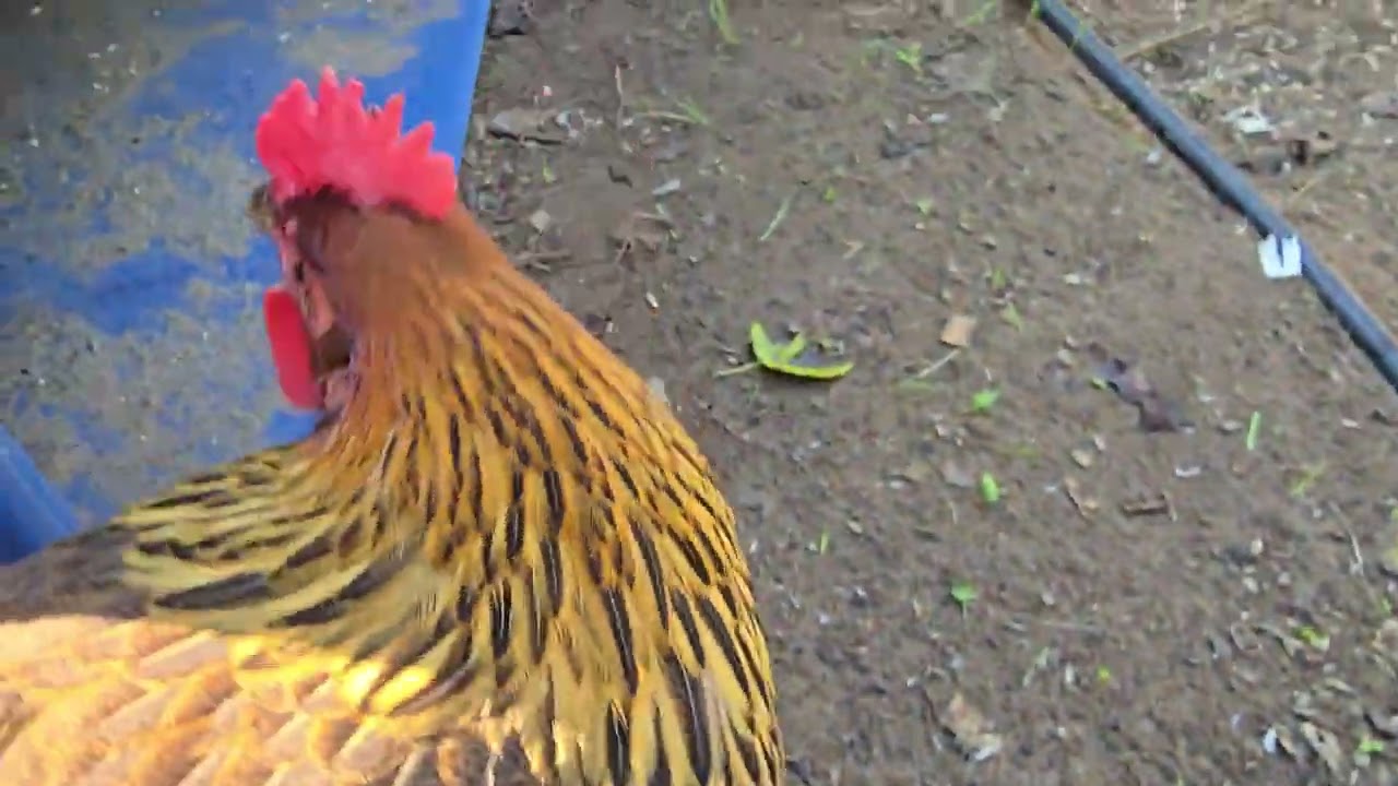 23 Week Old Welsummer Chicks- Is the Wattle-less Woman a Mix Breed?
