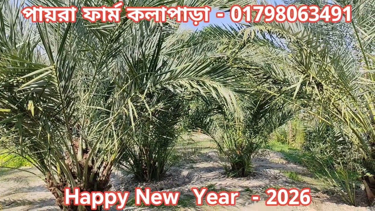 ফল আসার আগে সৌদি খেজুর গাছে কি কি পরিচর্যা করবেন।