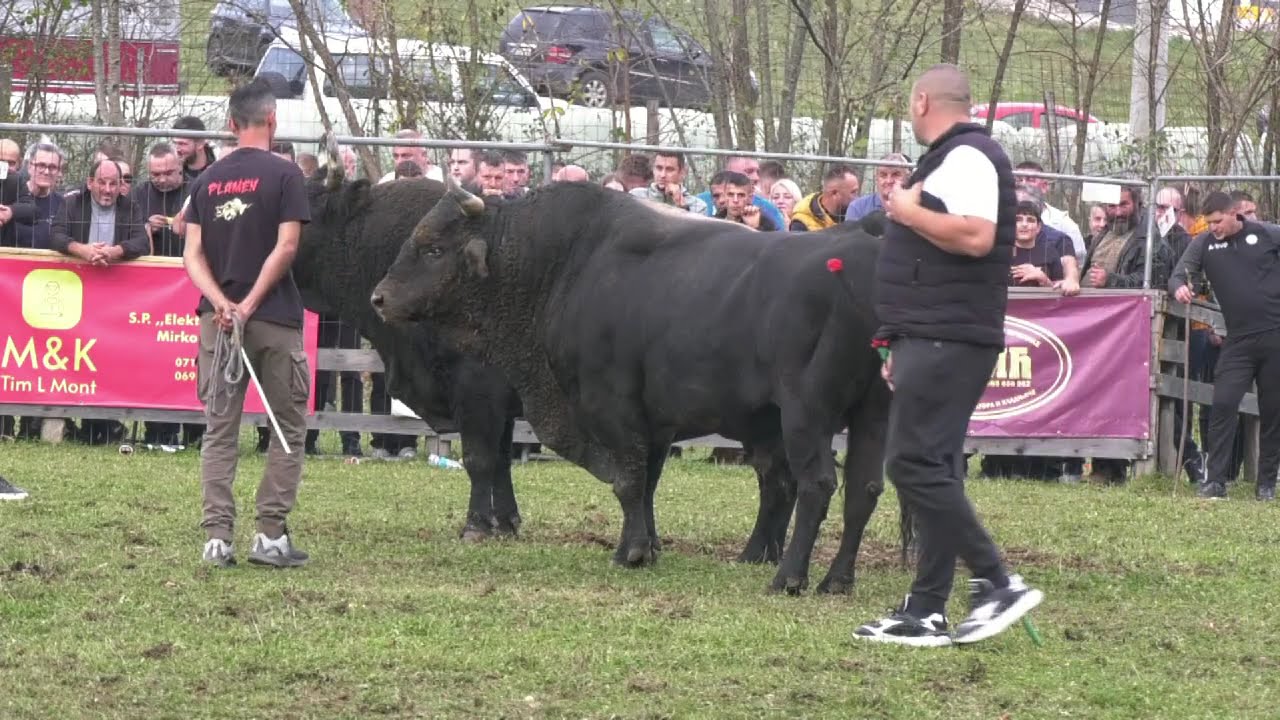 - ZDRALONJA I PLAMEN, BRONZANI MAJDAN 2025