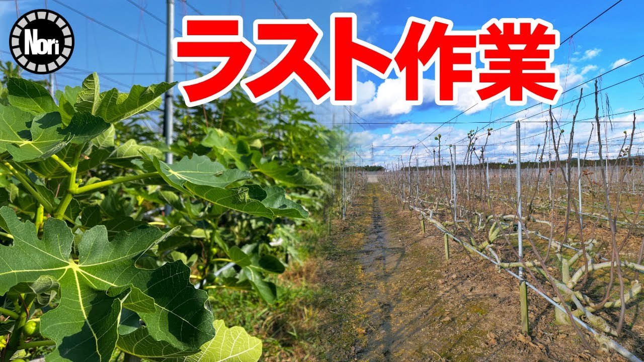 【いちじく栽培】今シーズン、今年最後の作業をしました