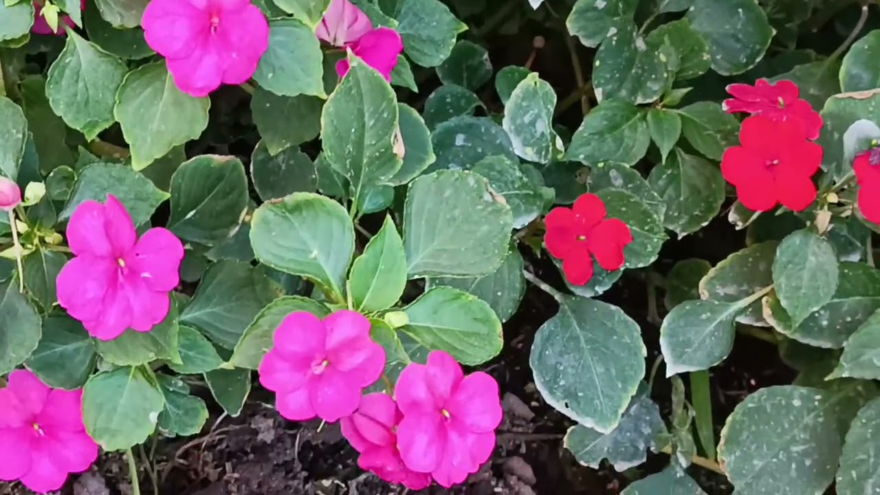  Hermosas Alegrías del hogar