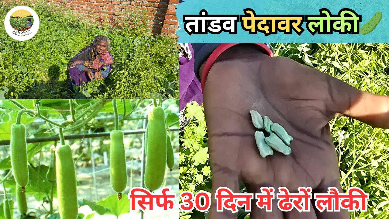 लौकी उगाने का No.1 तरीका! 🌱✅ |आंटी  का बताया हुआ 100% गुप्त तरीका 🤫 लौकी से लद जाएगी आपकी छत! 🌿🔥