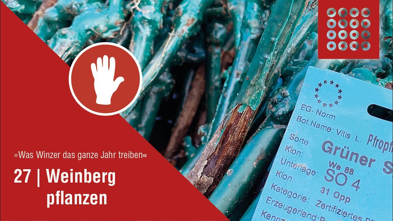 27 Weinberg Pflanzen