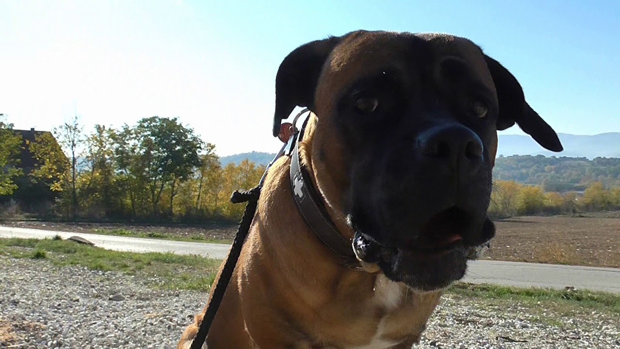 PRVI TRENING SA PSOM (CANE CORSO) - (2017)
