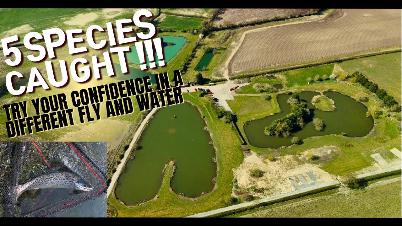 Multi-species Fly Fishing Day at Ellerdine Lakes Fishery | 5 species in one session