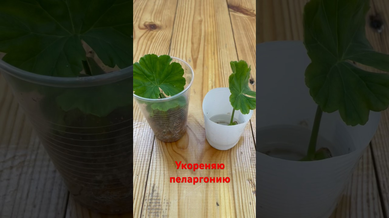 2 способа укоренения пеларгонии🔥 #пеларгония #цветынабалконе #цветоводство