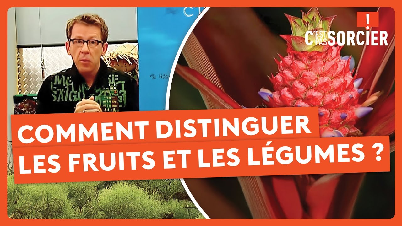 Comment distinguer les fruits et les légumes ? - C'est pas sorcier