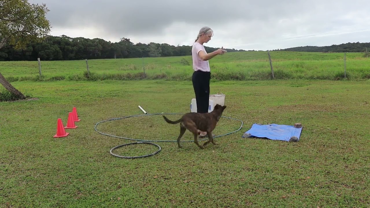 Any Other Animal Agility July/August 2024 Ineke Keough 