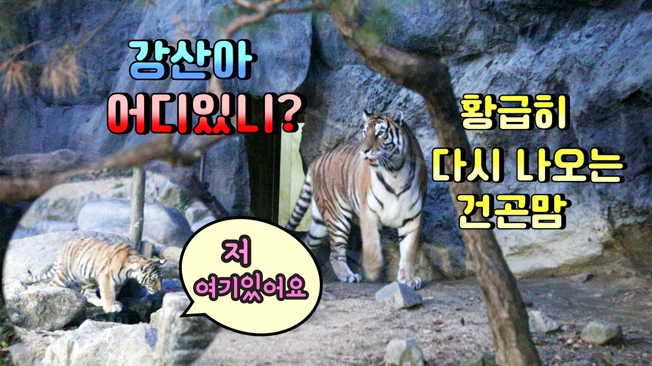 [에버랜드호랑이]*아기호랑이*#퇴근길 6탄,앗! 강산이가 안보여 강산아 어딨니? 황급히 다시 나온 건곤이, 왠지 강산이의 퇴근길이 짠해 보이는 이 감정은 뭐지?