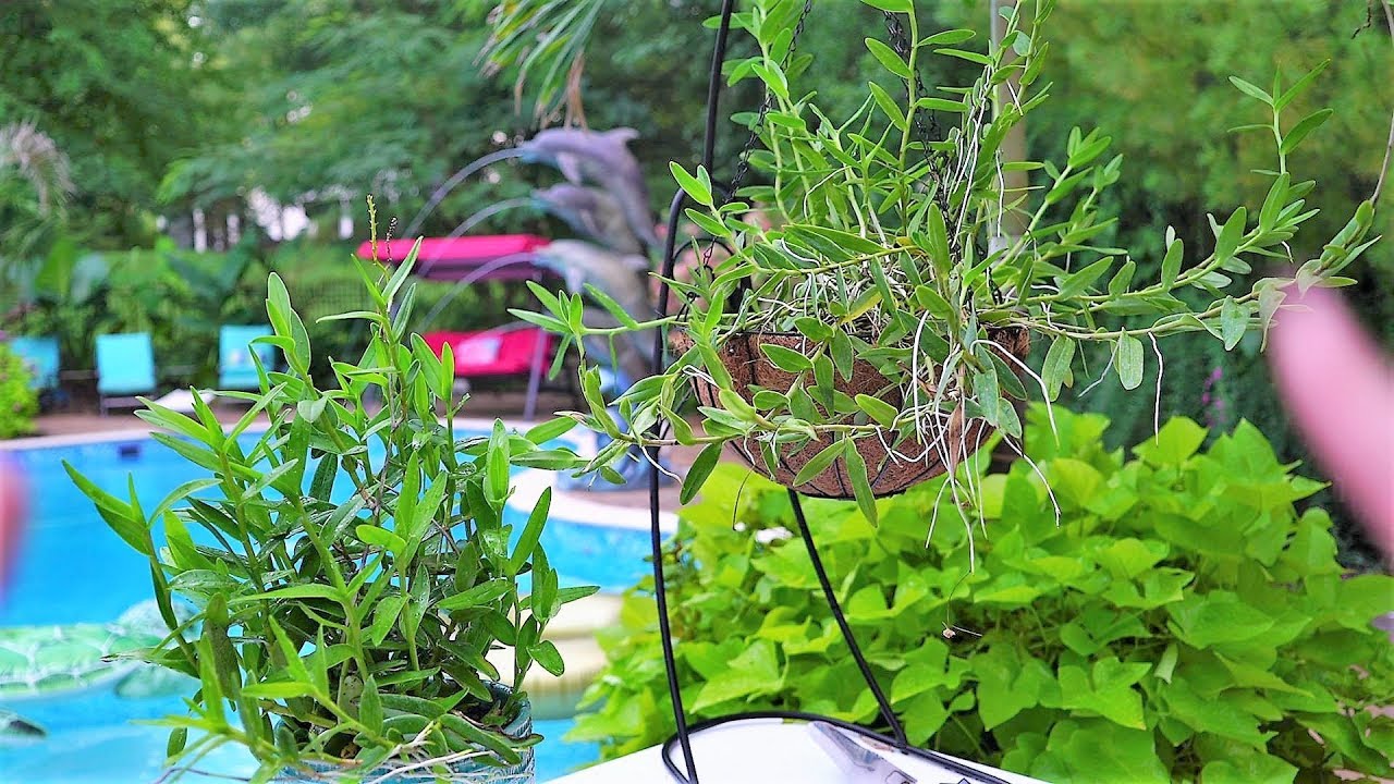 Repotting Orchids 2 Different Ways || Epidendrum Radicans Hanging Basket