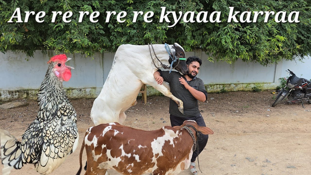 Saste bade janwar available in Hyderabad desi & deoni bull's in Hyderabad | golden subrite chicken