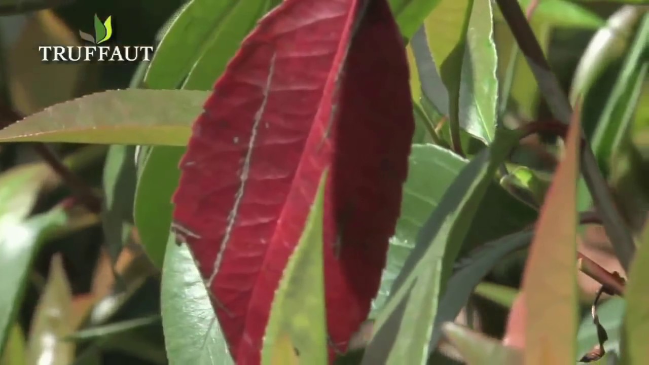 Le photinia : une plante de haie persistante  -  Truffaut