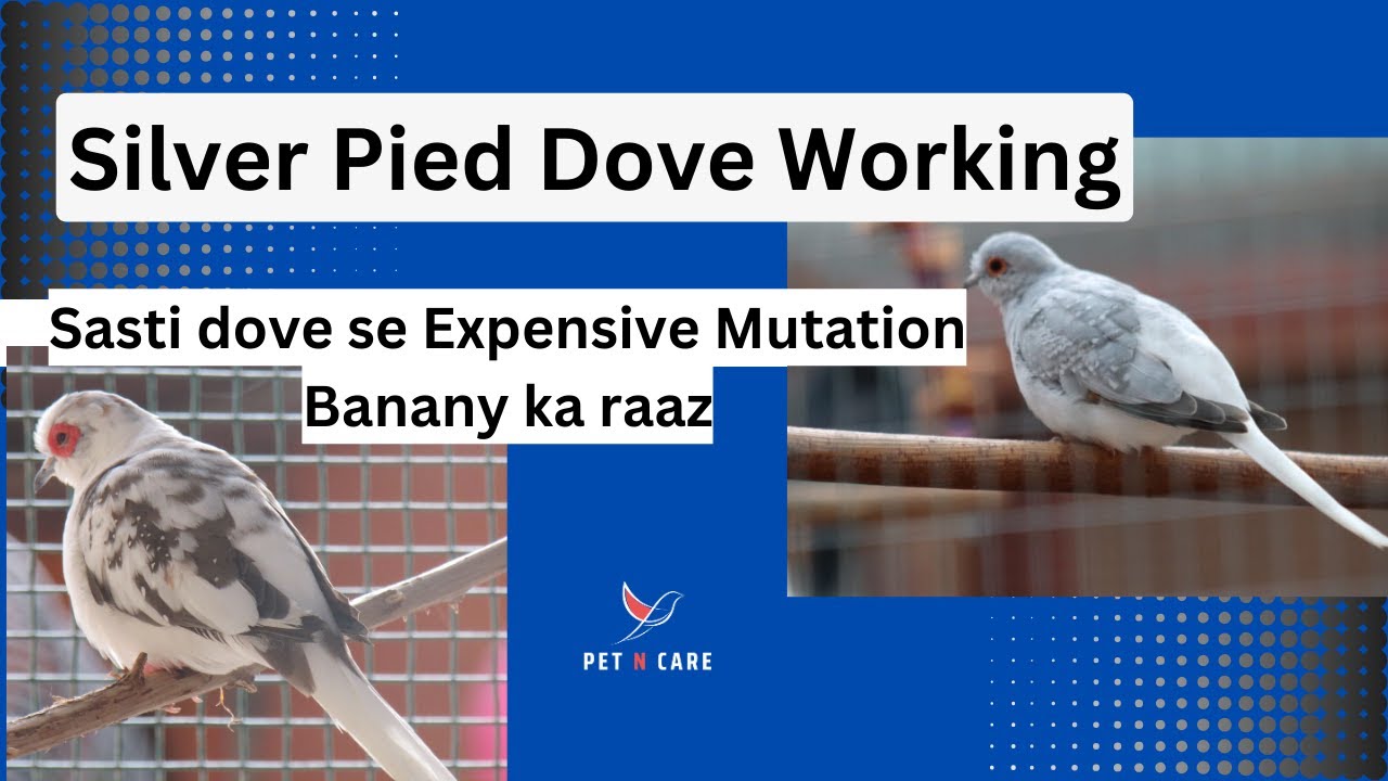 Silver Pied dove simple working || Pied dove Mutation Working || Dove Cross Breeding