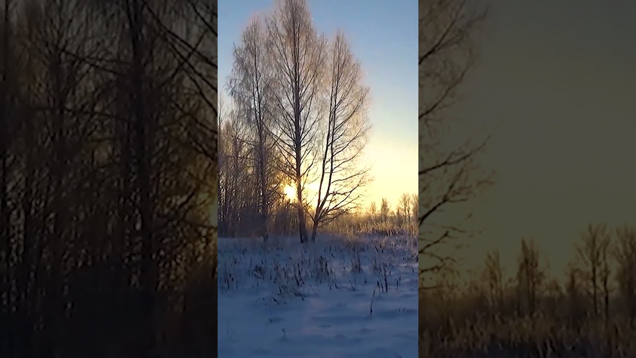 Кабаны пришли в гости #селигер #рыбалка