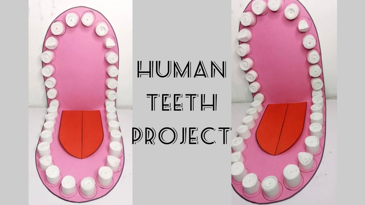 How to make Human teeth mouth 3D project || handmade teeth mouth model project || Science project