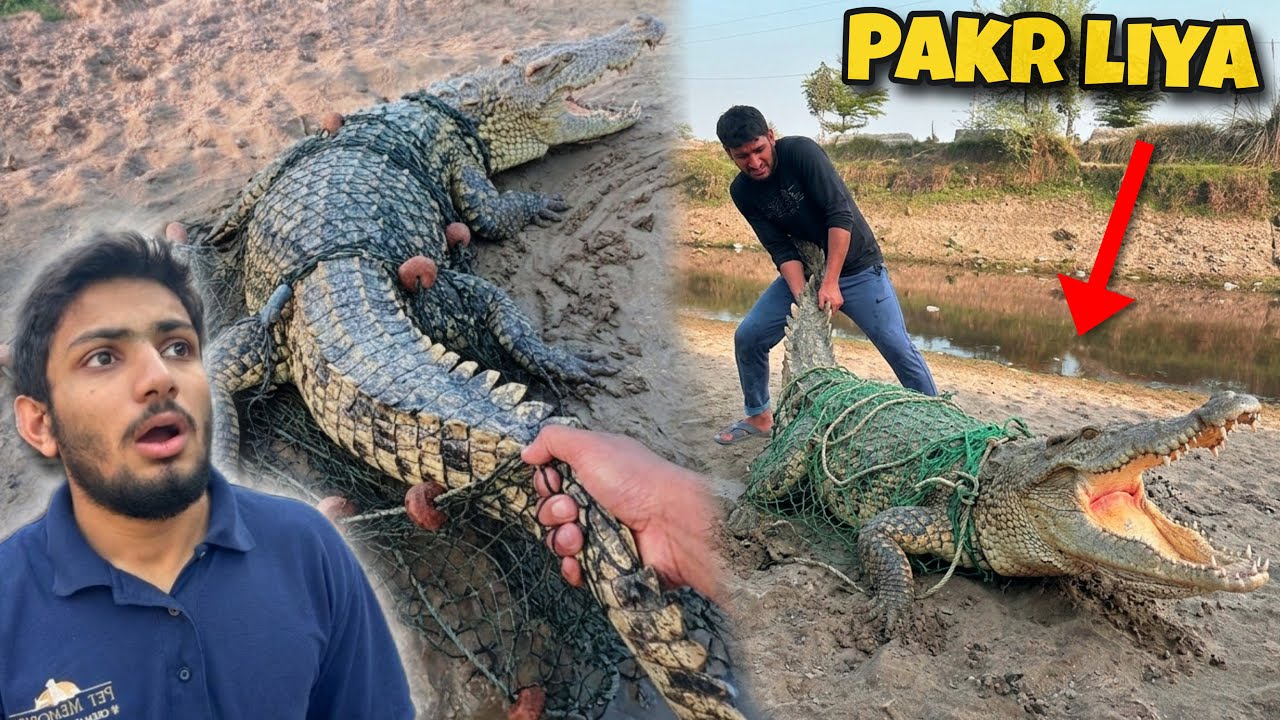 Crocodile Ko Pakr Liya 😱 Waleed Bhai Ne Help Ki 😎