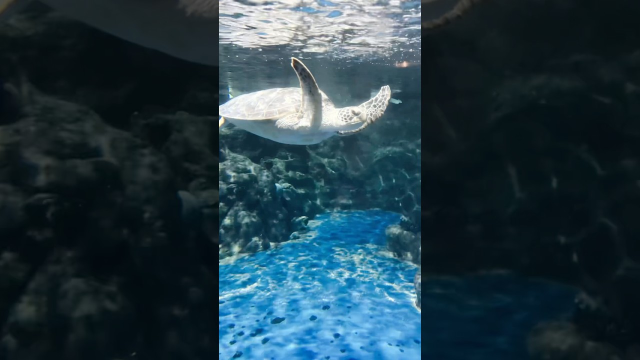 Ocean Park Hong Kong 