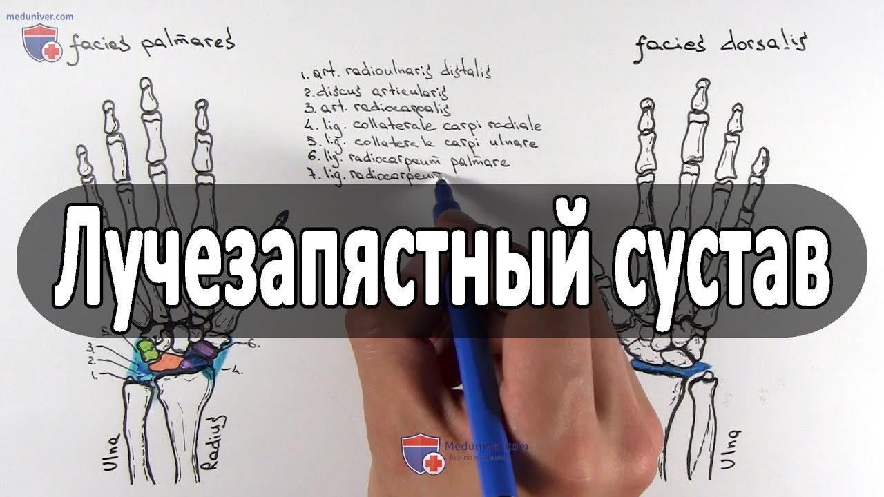 Анатомия лучезапястного сустава - meduniver.com