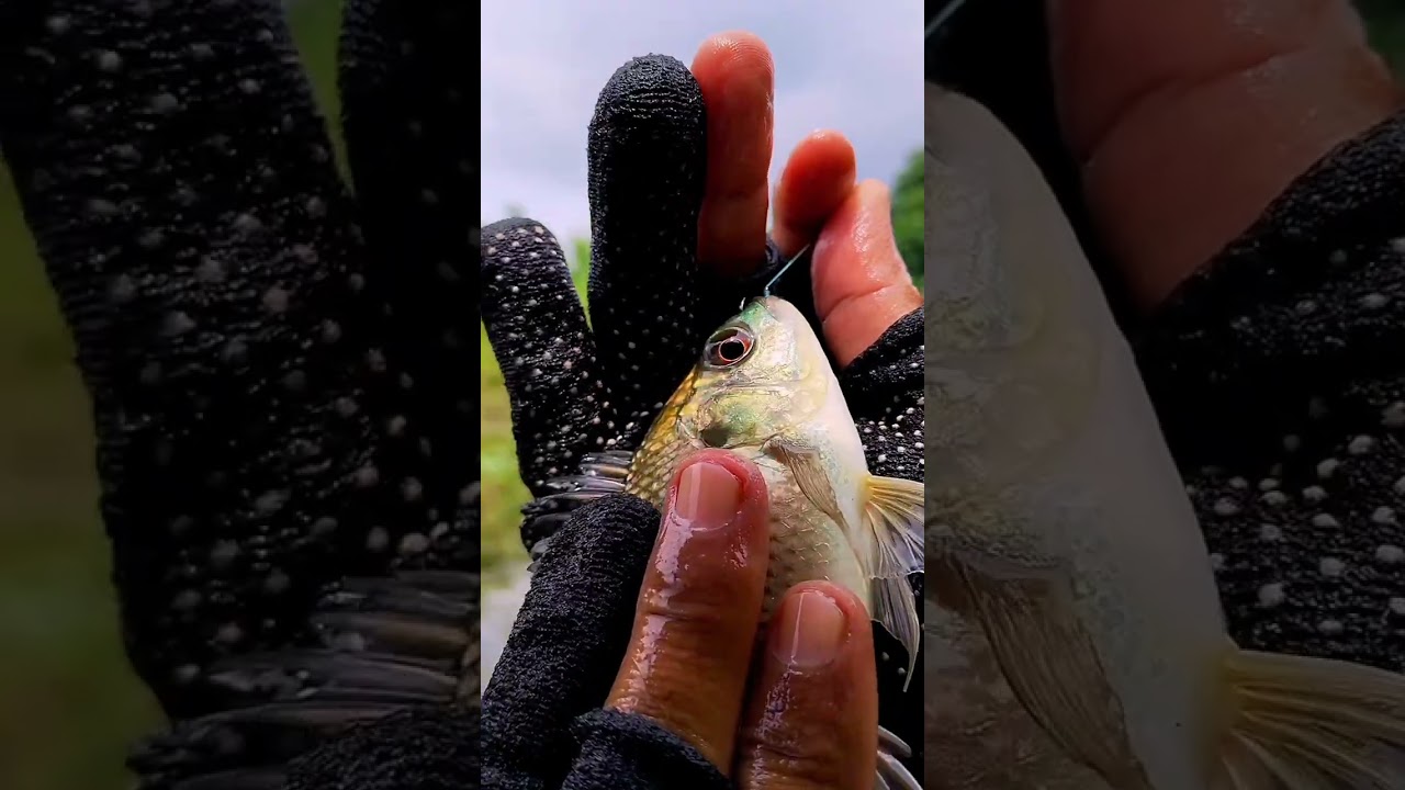 Nekad mancing di spot sarangnya dracula