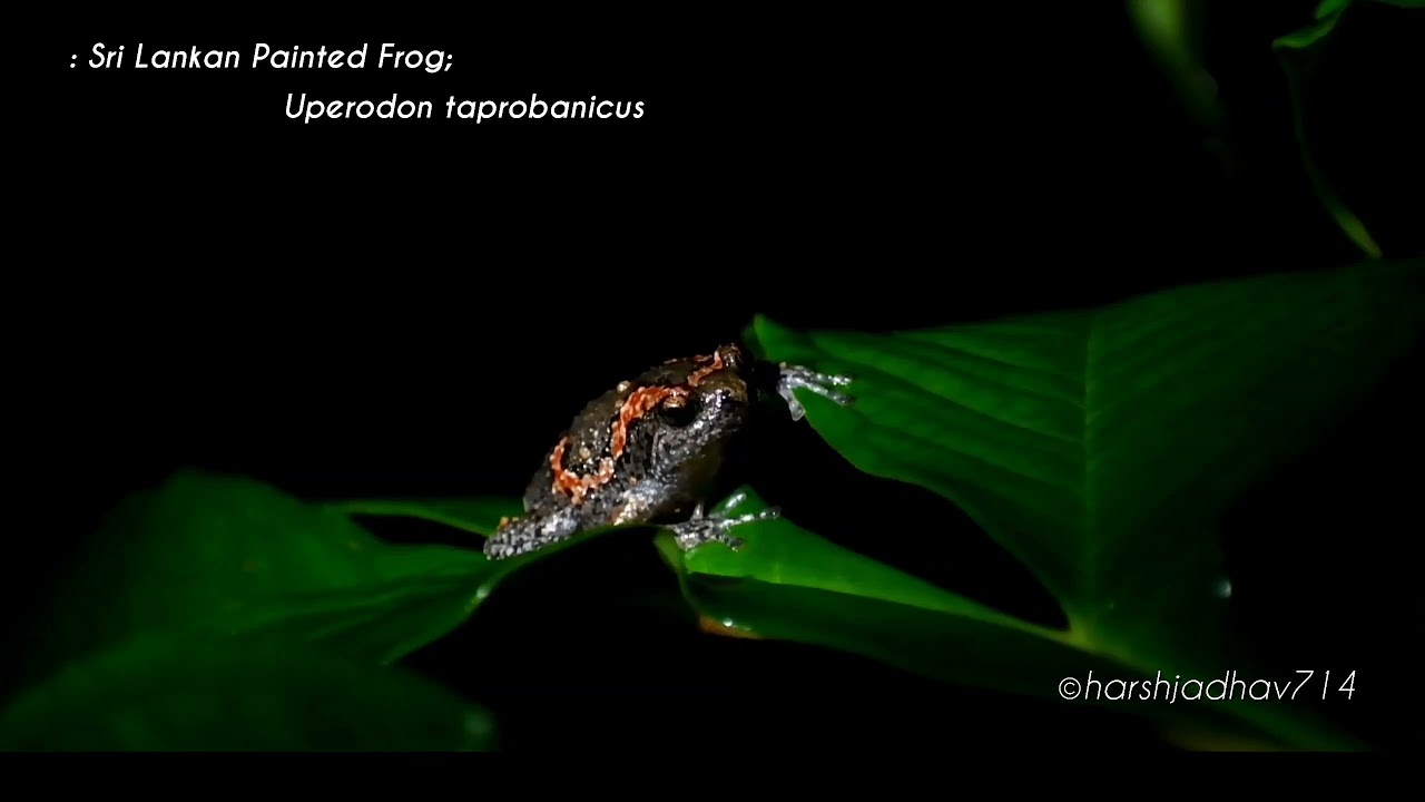 Sri Lankan Painted Frog