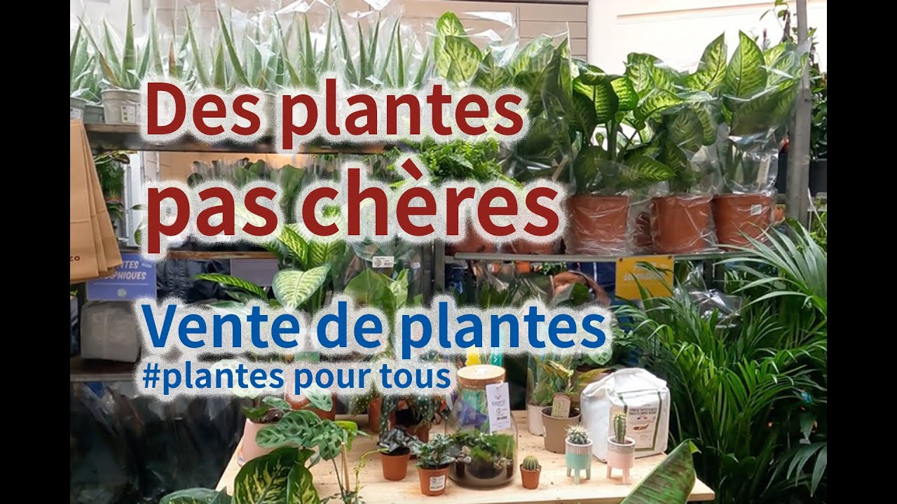 Plantes pas chères - Vente de plantes