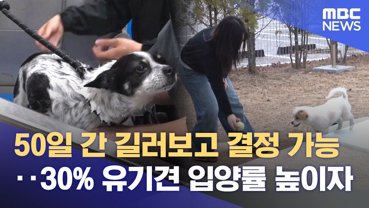 유기견 입양률 30%‥ 
