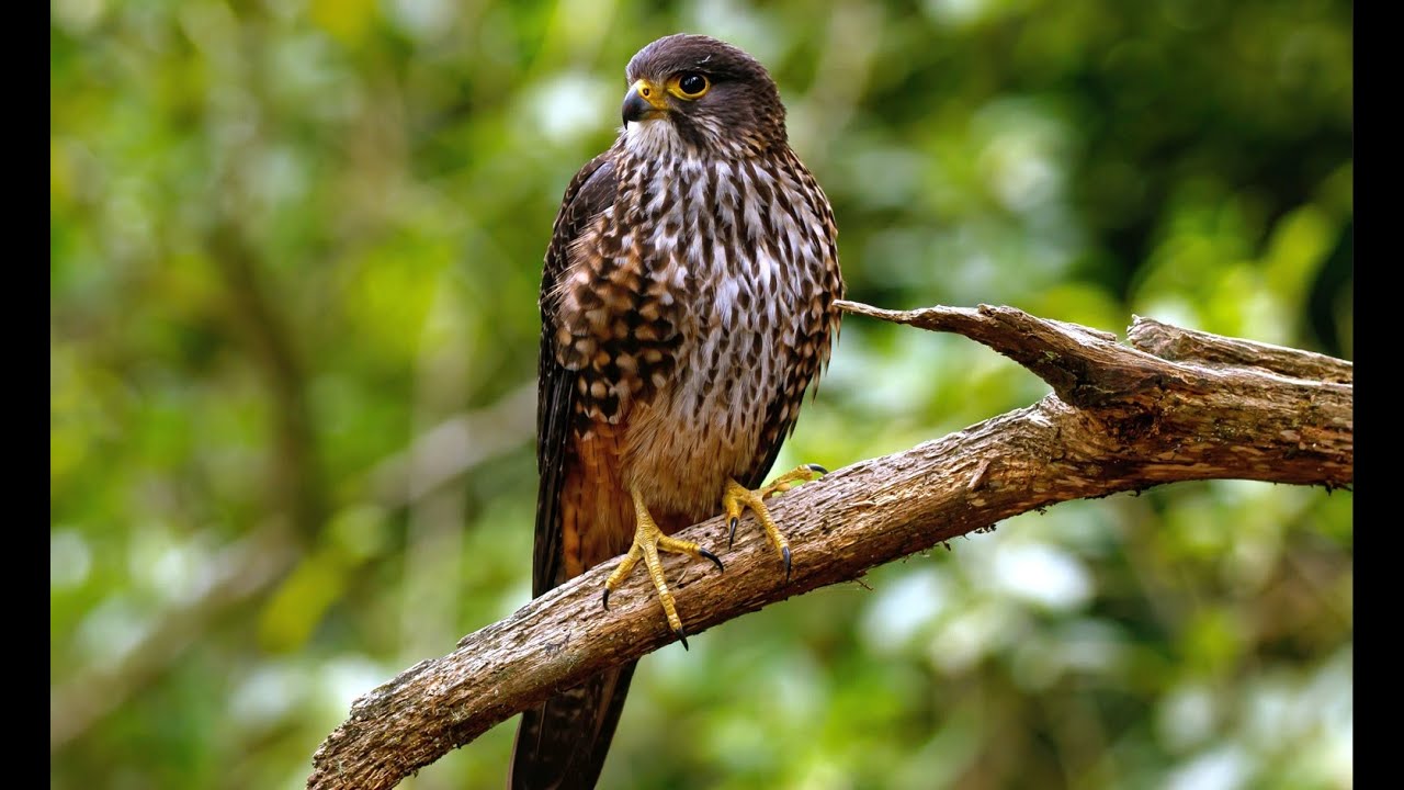 Falconry: The New Zealand falcon