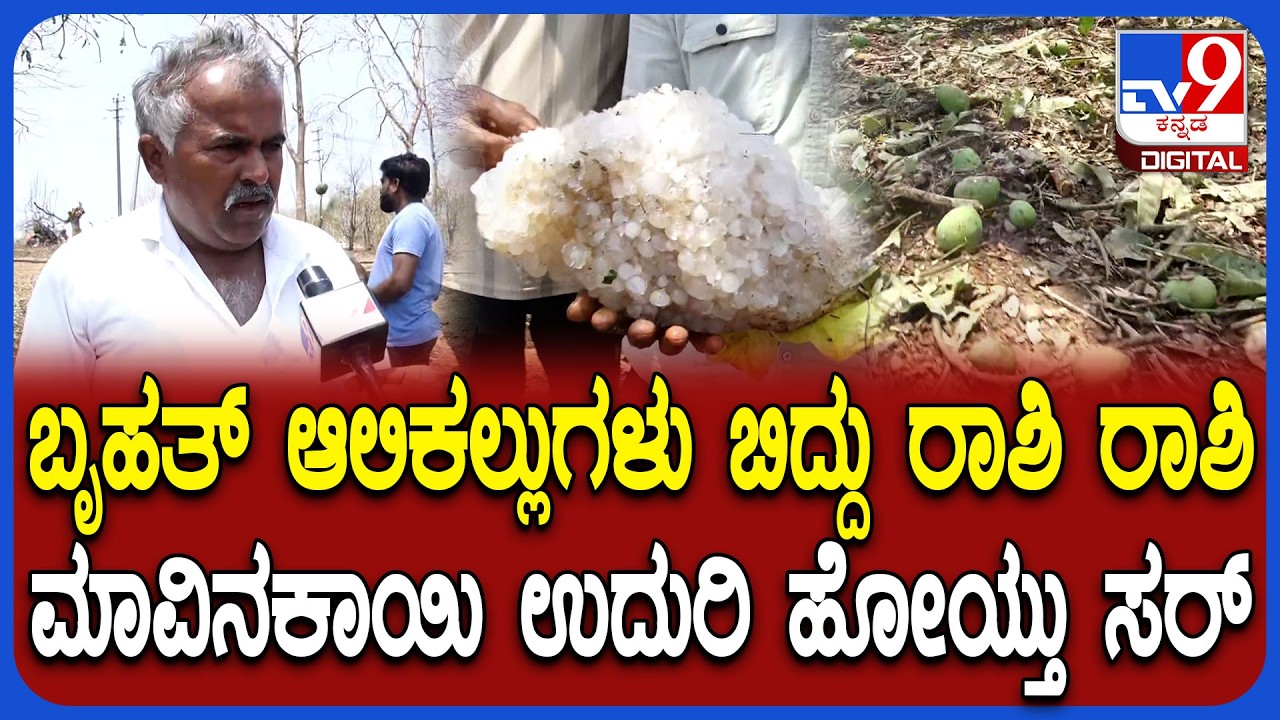 Hailstorm Rain Effect: ಆಲಿಕಲ್ಲು ಮಳೆಗೆ ಮಾವಿನಕಾಯಿ ಬೆಳೆ ನಾಶ.. ಮಾಚಾಪುರ ಗ್ರಾಮದಲ್ಲಿ ರೈತರು ಕಂಗಾಲ್ | #TV9D